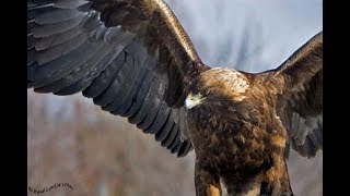 L'Aigle royal: ce géant majestueux en voie de disparition à Tlemcen.