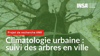 Climatologie urbaine : suivi des arbres en ville à Strasbourg